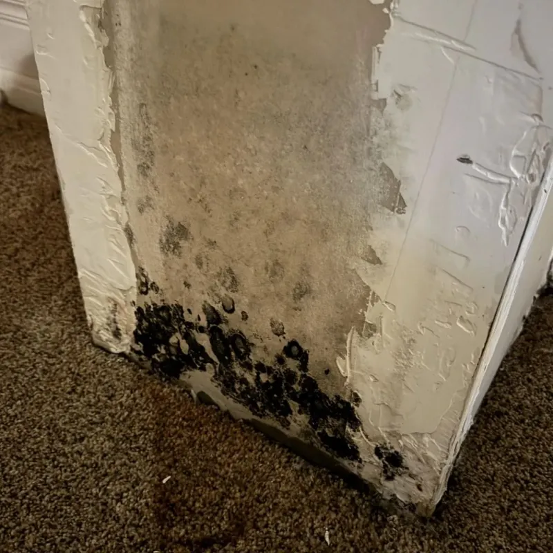 Professional Mold Removal in Shady Spring, WV